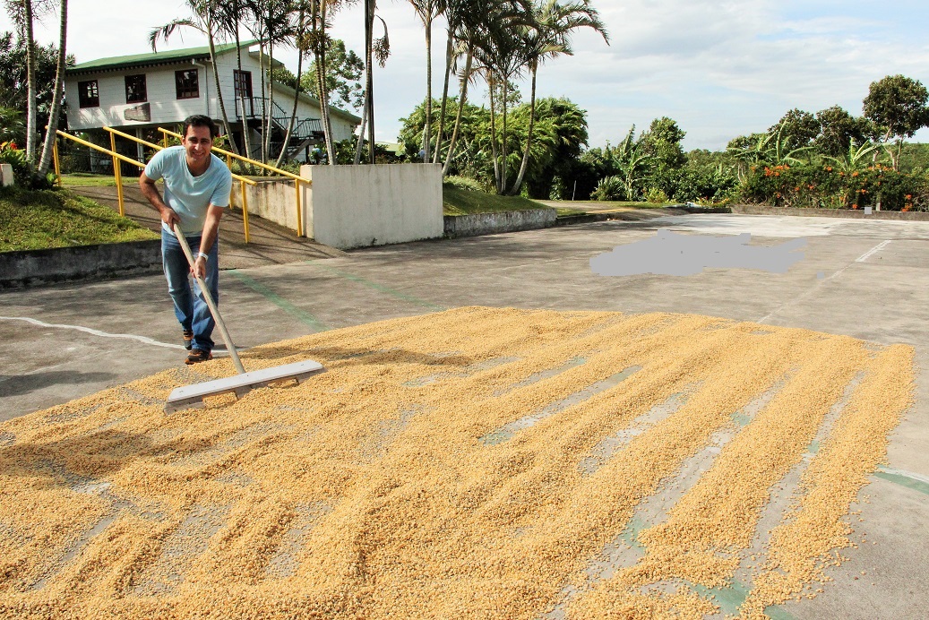 خشک سازی قهوه زیر نور خورشید Natural Drying Coffee Parchment