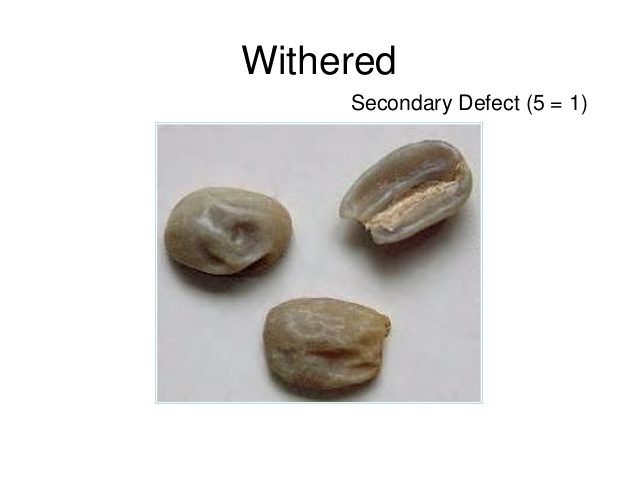 دانه خشکی زده withered bean