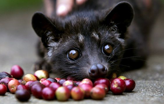 قهوه لواک Luwak coffee