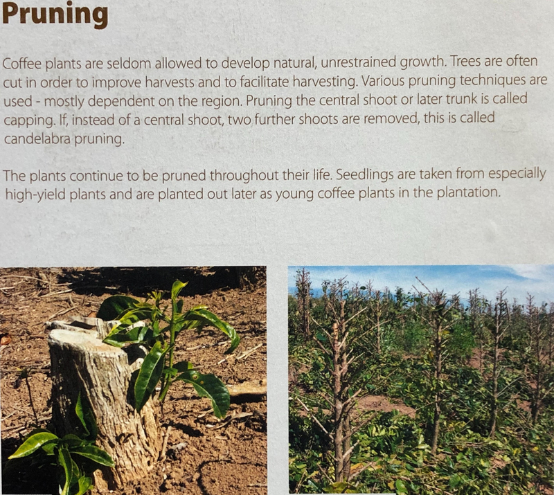 هرس کردن درختان قهوه Pruning