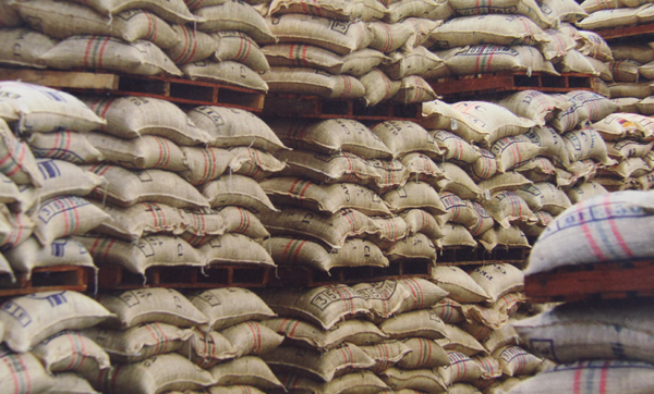 انبار داری قهوه سبز همراه با غلاف پارچمنت Green Coffee Storage