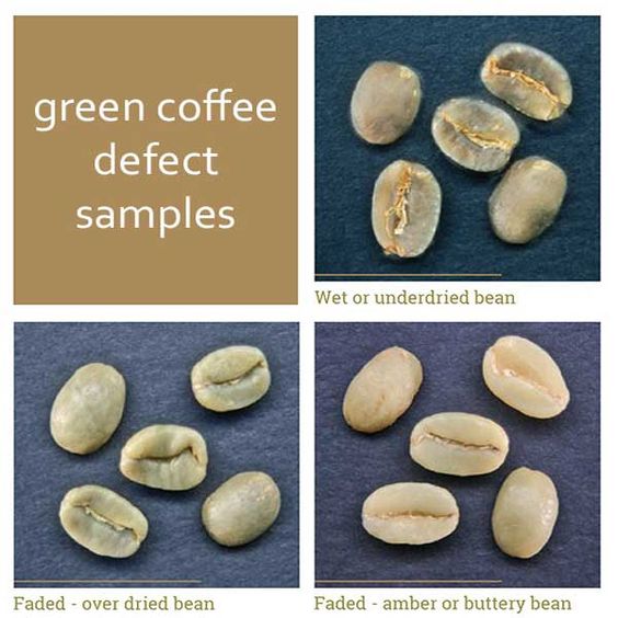عیوب اصلی دانه سبز قهوه Major Coffee Defects