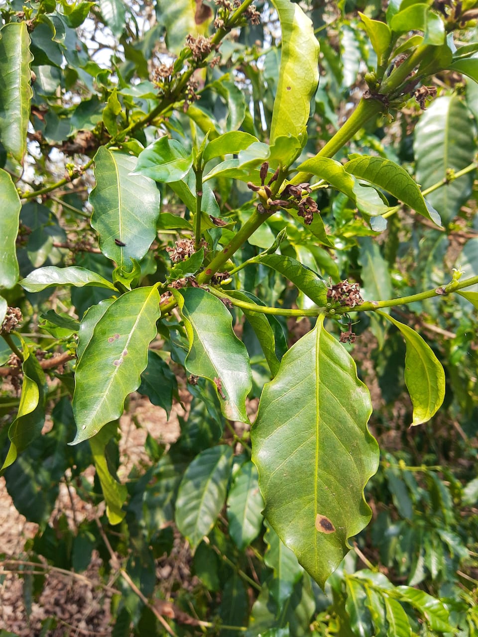 گرمایش زمین و کاهش محصول قهوه برزیل در سال 2021