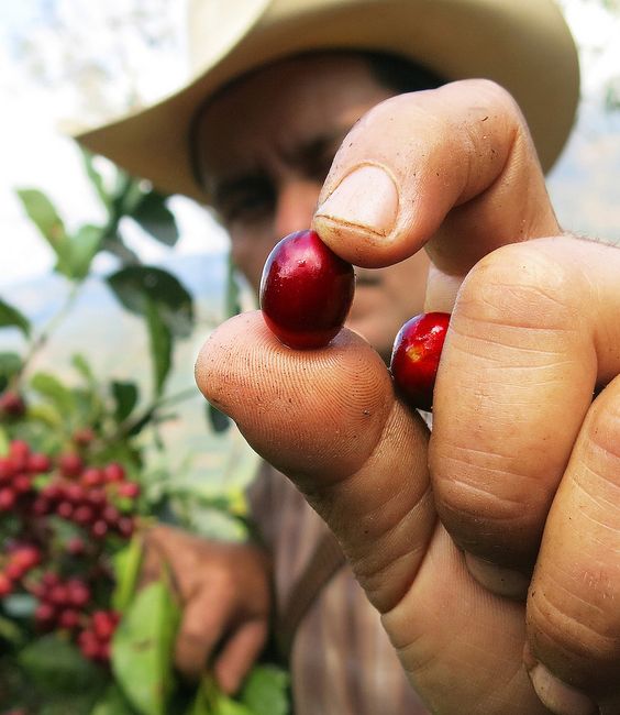 برداشت محصول قهوه Coffee Harvest