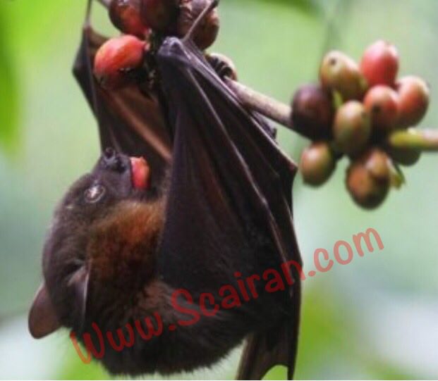 قهوه خفاشی Bat Coffee *