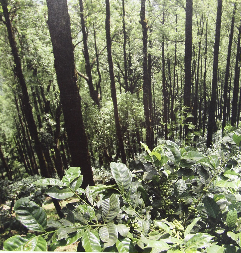 کاشت زیر سایه درختان Shade Grown