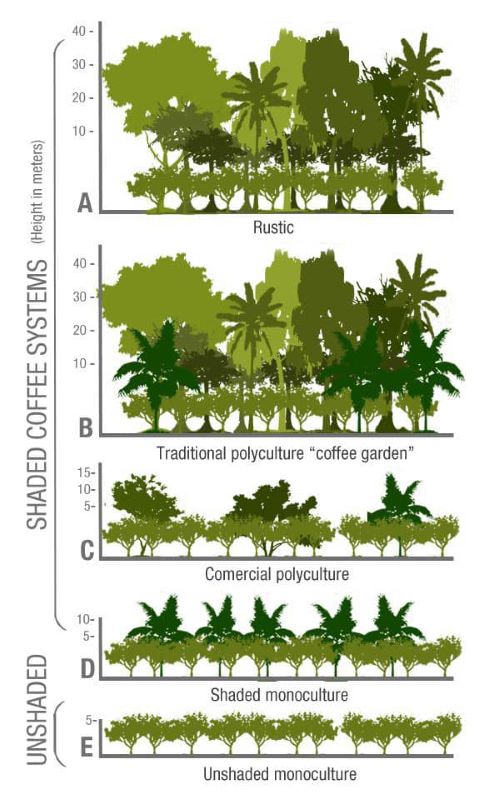 انواع کشت برای گیاه قهوه Types of Coffee Cultivation