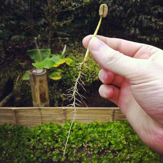 کاشت و تکثیر گیاه قهوه  Coffee Planting & Reproduction