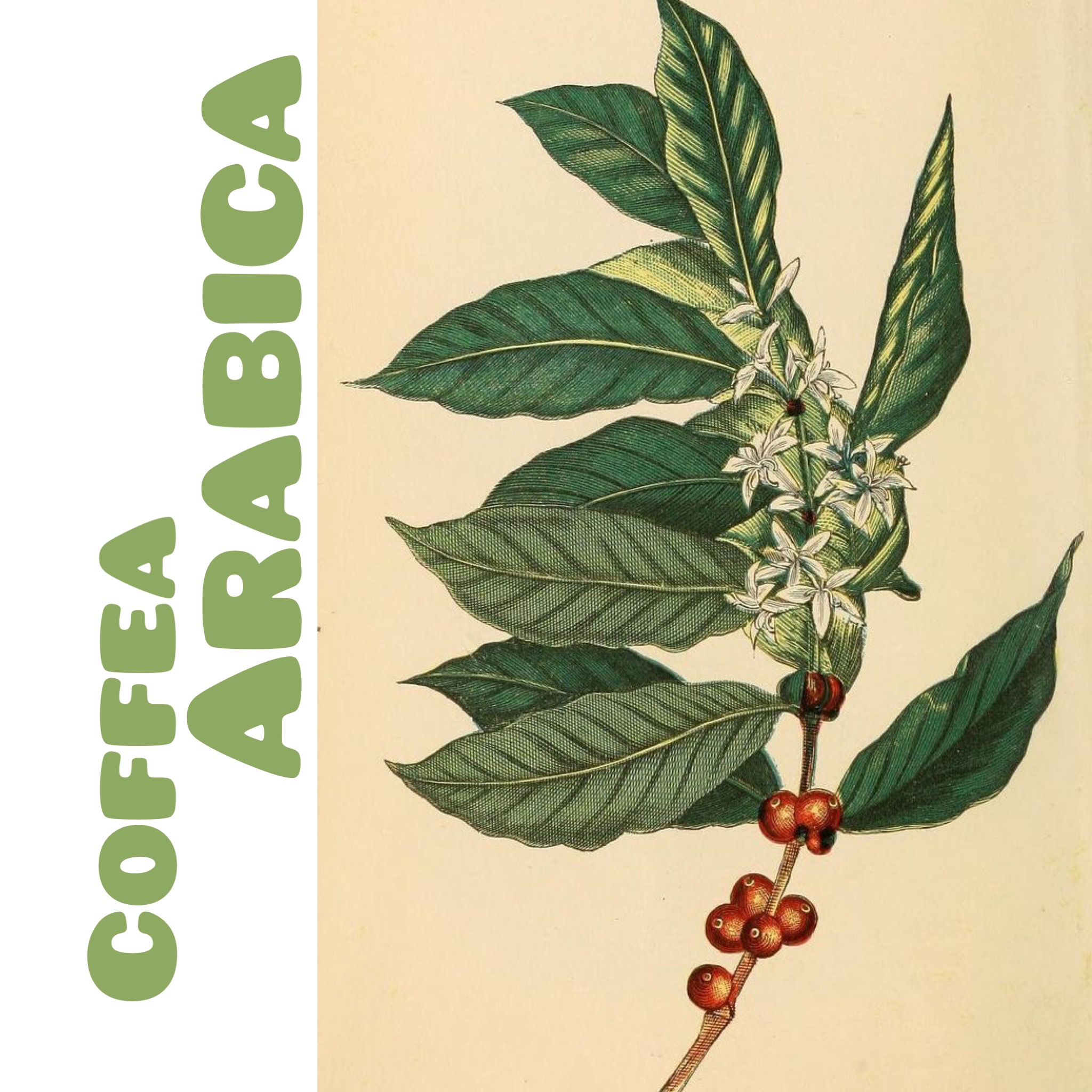 کافه آ عربیکا Coffea Arabica