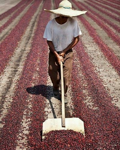 فرآوری طبیعی، خشک Natural Process