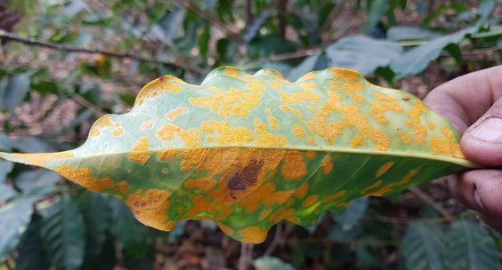 زنگ زدگی برگ درختان قهوه Leaf Rust
