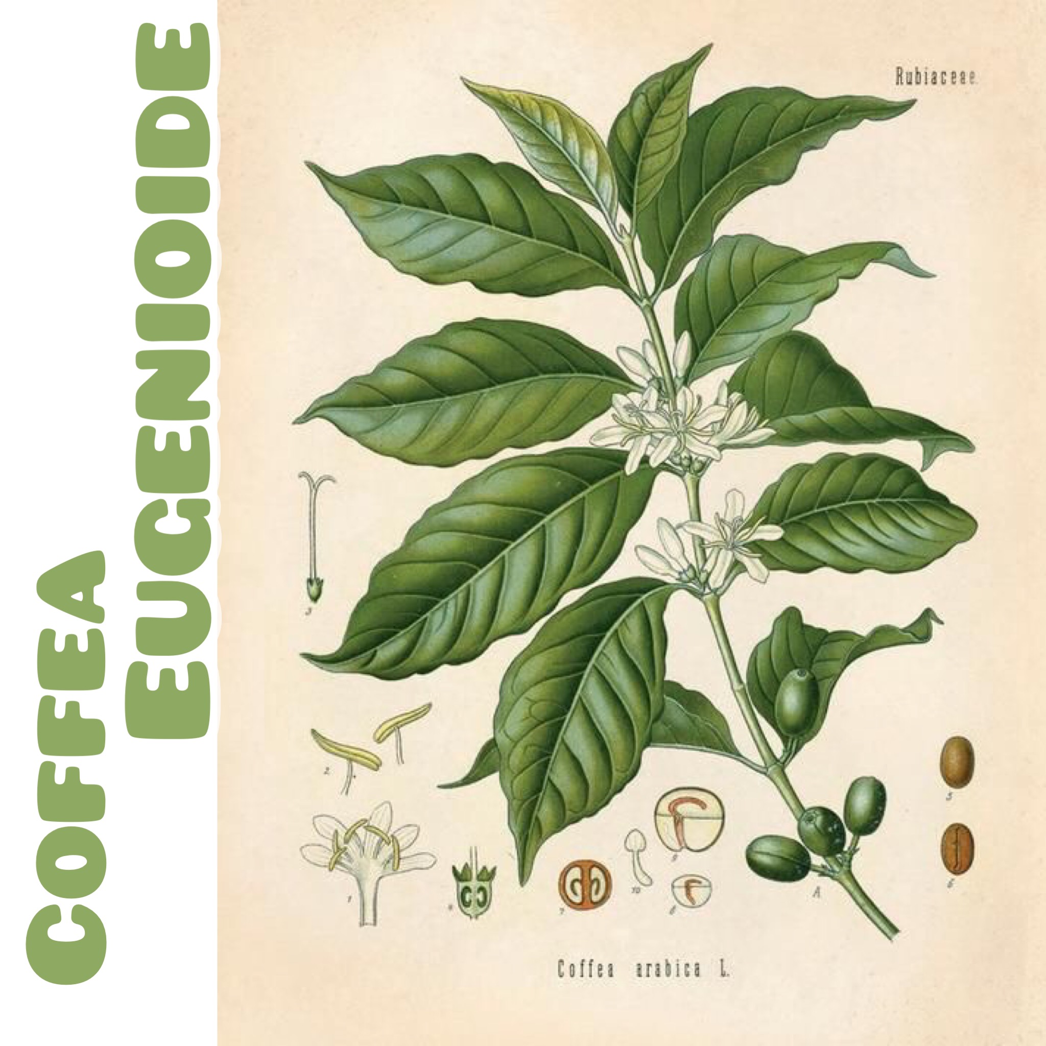 کافه آ اوژنیوئید Coffea Eugenioide