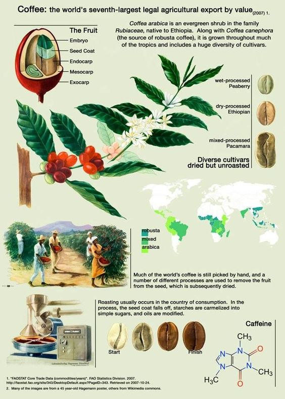 تخمیر بیش از اندازه  Over Fermented