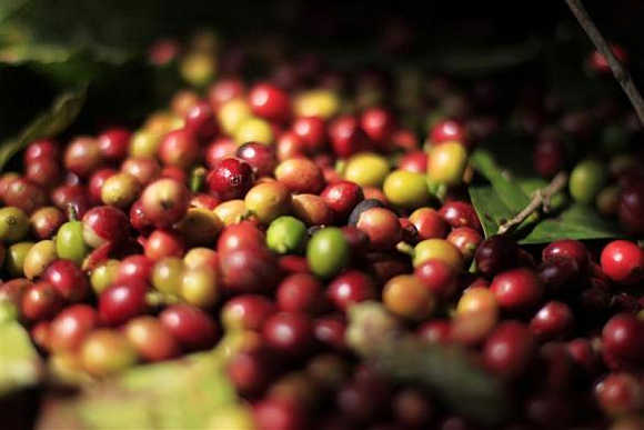 سورتینگ قهوه سبز قبل از پروسه ی حمل و نقل Cleaning & Sorting Green Coffee Bean